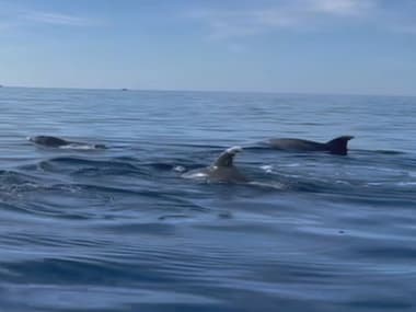 Au total, Fred et Marie-Noëlle ont aperçu une quizaine de dauphins.