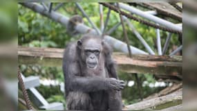 Ai, femelle chimpanzé morte le 9 janvier 2026 à 49 ans