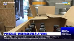 Bouches-du-Rhône: de la bière fabriquée dans une ferme