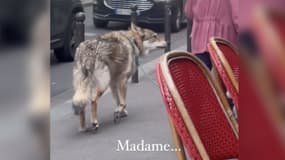 Un chien-loup, filmé dans Paris