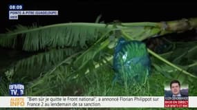Guadeloupe : les images des bananeraies dévastées à 80% après le passage de l'ouragan Maria
