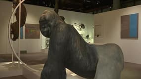 A Paris, sur la piste des grands singes au muséum d'Histoire naturelle
