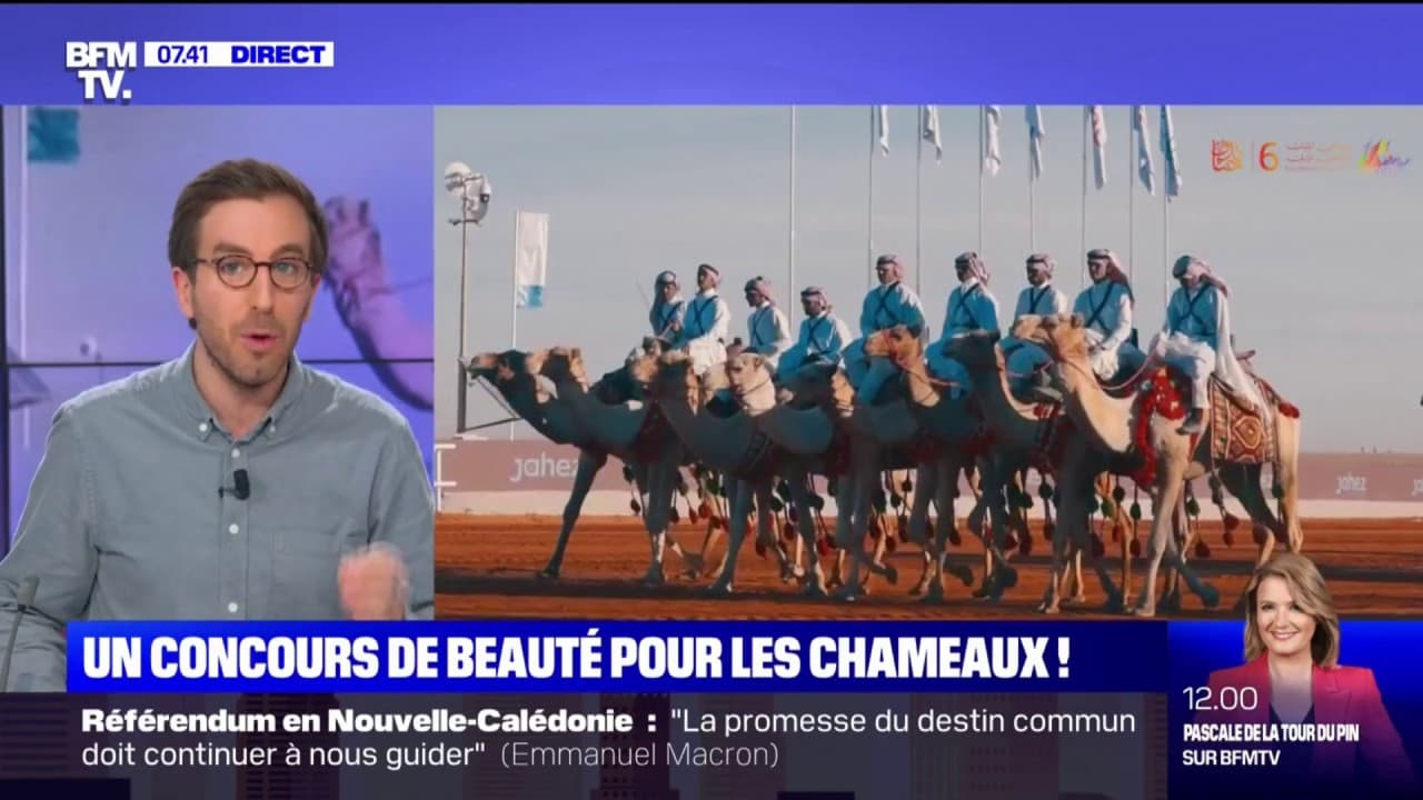Découvrez ce concours de beauté... pour les chameaux