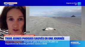 Mont-Saint-Michel: des professionnels et bénévoles mobilisés pour venir en aide aux phoques échoués