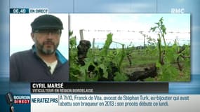 Grêle dans les vignes bordelaises: "On va être sans récolte cette année"