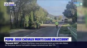 Alpes-de-Haute-Provence: trois personnes blessées et deux chevaux tués dans un accident