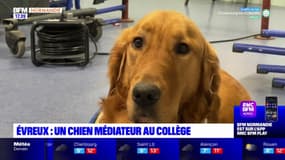 Un chien médiateur dans un collège d'Évreux pour aider certains élèves