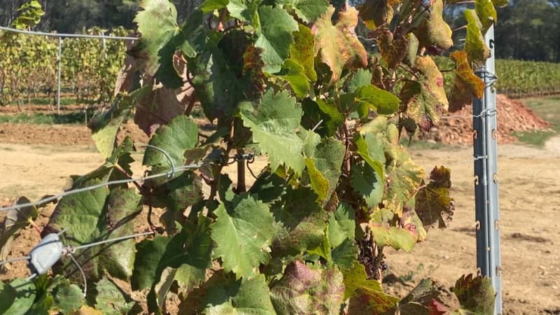 Var: moins de production pour les vins Côtes de Provence AOP, les vignerons en...