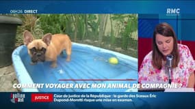 « Allô Caroline ? » : Comment voyager avec mon animal de compagnie ? - 16/07