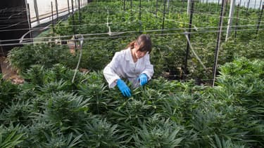 Le cannabis thérapeutique est autorisé en Israël depuis une dizaine d’années.