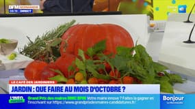 Le Café des Jardiniers: les bulbes du mois d'octobre