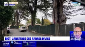 Biot: pourquoi l'abattage de quatre arbres divise les habitants?