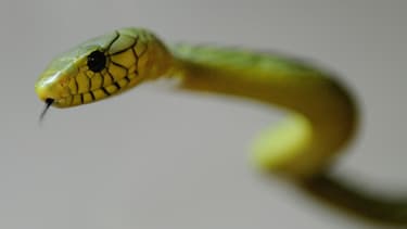 Un mamba vert