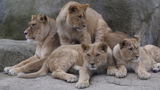 Les lions du Parc zoologique de Paris