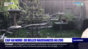 Cap au Nord: les belles naissances du zoo de Fort-Mardyck