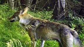 Ce loup, photographié le 8 juillet dernier par l'Office National de la Chasse et de la Faune Sauvage, a égorgé 45 agneaux et brebis et un poulain, depuis avril.