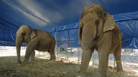 Deux éléphants dans un cirque de Mexico en 2001 (illustration).