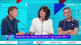 "N'est-ce pas un peu du racisme?": à la mairie de Grenoble, les chiens des employés municipaux bienvenus, à quelques exceptions près