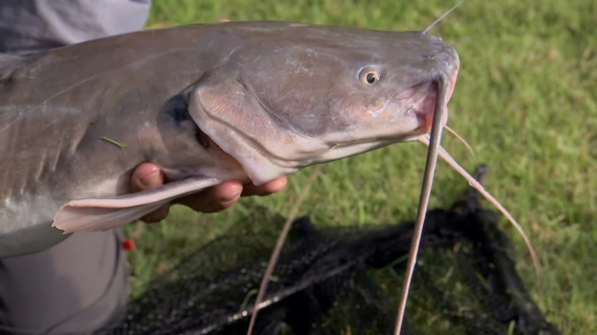 RIVER MONSTERS