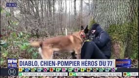 Seine-et-Marne: Diablo, chien pompier décoré avant son départ en retraite