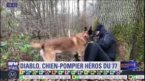 Seine-et-Marne: Diablo, chien pompier décoré avant son départ en retraite