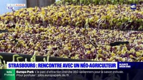 Strasbourg: rencontre avec un néo-agriculteur, qui cultive des micro-pousses