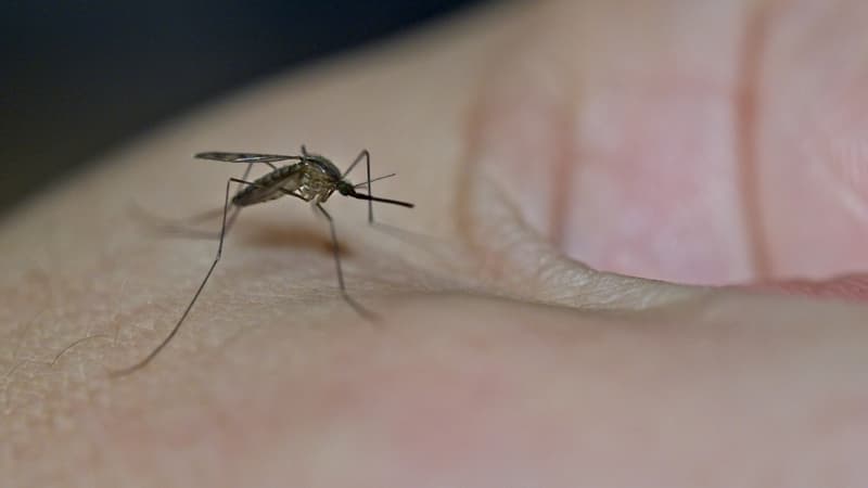 Des basses fréquences contre les insectes: les applications contre les moustiques sont-elles efficaces?