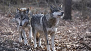 Valentia et Diego, deux loups à South Salem, dans l'Etat de New York, le 6 décembre 2020 (PHOTO D'ILLUSTRATION)