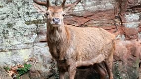 Un cerf acculé dans le village alsacien d'Eschbourg-Graufthal (Bas-Rhin) le dimanche 25 janvier 2026, avant d'être abattu par un agent de l'ONF.