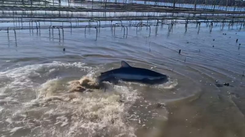 Un ostréiculteur sauve un requin bleu de plus de deux mètres dans le bassin d’Arcachon