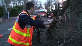 Les pompiers dégagent les arbres tombés sur la chaussée. Des milliers de foyers dans l'Ouest de la France sont encore privés de courant.