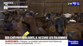 Face à la chute de la production de lait de ses chèvres et à la hausse de leur mortalité, il accuse les éoliennes voisine 