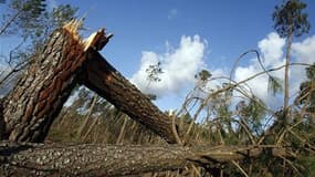 Dans les Landes, à Garein, en février 2009. Les sylviculteurs d'Aquitaine victimes de la tempête Klaus en janvier 2009 vont saisir le Conseil constitutionnel faute d'avoir obtenu le système d'assurance pour la forêt prévu à l'occasion du vote de la loi su