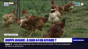 Hauts-de-France: de nouveaux cas de grippe aviaire découverts