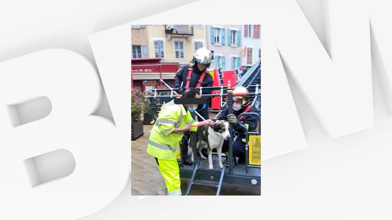 Un chien sauvé à Gap par les pompiers et les policiers