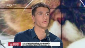 Abandons d'animaux: "On devrait mettre une laisse autour du cou des propriétaires et les accrocher à un arbre"