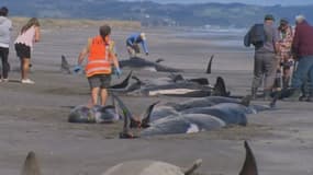 Les échouages massifs de baleines sont courants en Nouvelle-Zélande.
