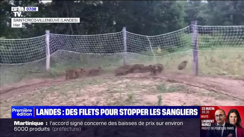 Landes: cet agriculteur installe des filets pour préserver ses récoltes des sangliers