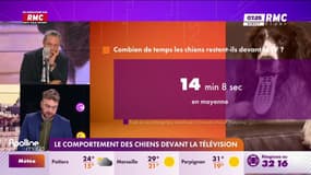 L'humeur de Martin : Le comportement des chiens devant la télévision - 22/07