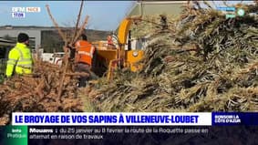 Villeneuve-Loubet: les sapins de Noël collectés sont désormais broyés