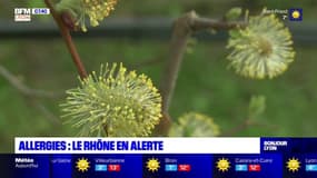 Risque d'allergie: le Rhône en alerte rouge