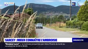 Rhône: sensibiliser le public sur l'existence de l'ambroisie, particulièrement allergisante