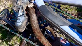 Un serpent brun pris dans la roue arrière d'un vététiste australien, le 31 janvier 2024