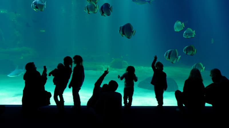 Boulogne-sur-Mer: reprise estivale en demi-teinte pour l'Aquarium Nausicaa