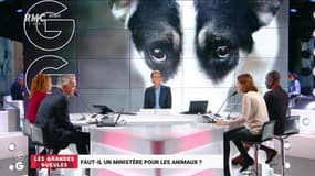 Faut-il un ministère pour les animaux ? - 13/09