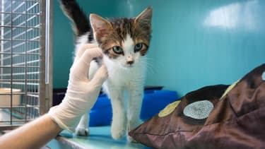 Un chaton dans sa cage avant d'être proposé à l'adoption, à la SPA de Gennevilliers, près de Paris. (photo d'illustration)