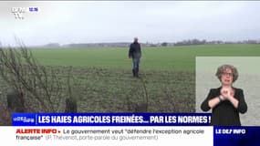 Colère des agriculteurs: les haies agricoles freinées par les normes