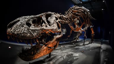 Le squelette d'un T-Rex au Museum d'Histoire Naturelle de Paris, le 1er juin 2018. Photo d'illustration