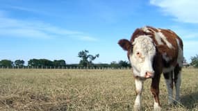 Dans la Sarthe, depuis le début de l’année, le déficit d’eau atteint 30% et les exploitants peinent à trouver de la nourriture pour leurs bêtes.