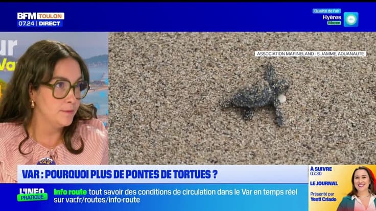 BFM et vous: des pontes de tortues de plus en plus importantes sur les plages varoises